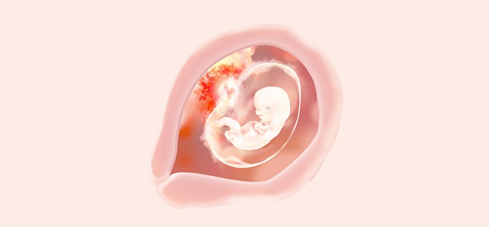 8 semanas de embarazo bebe