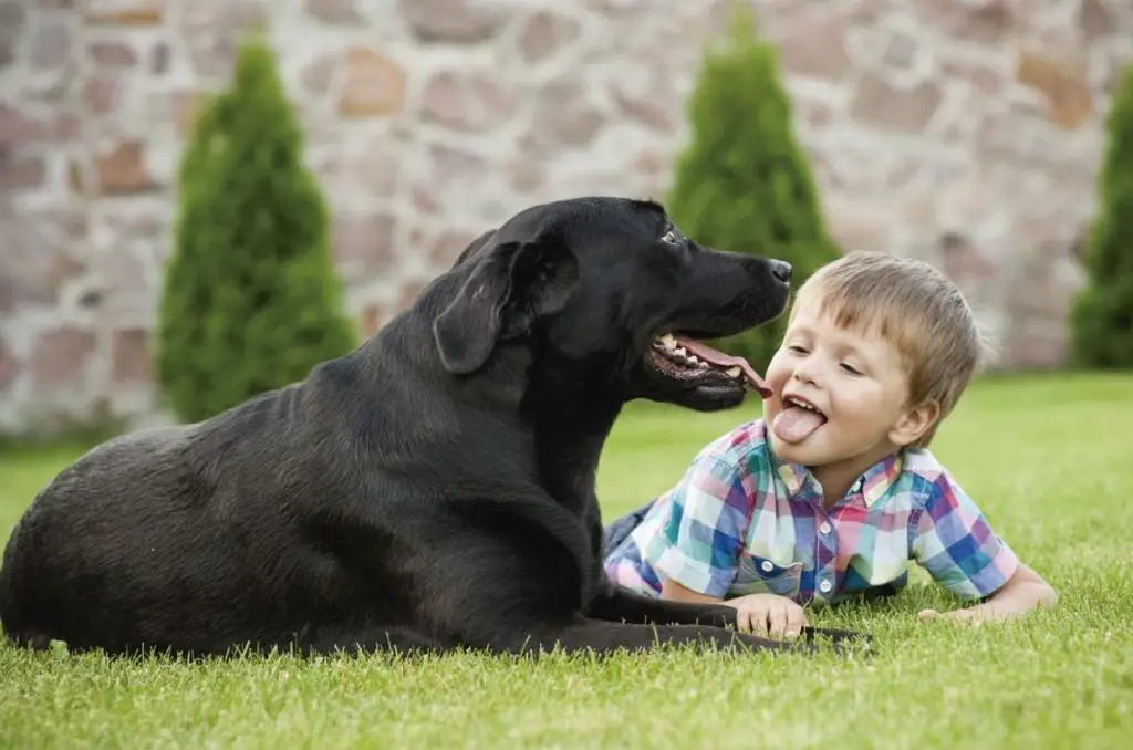 Tener un perro disminuye el riesgo de asma en los niños