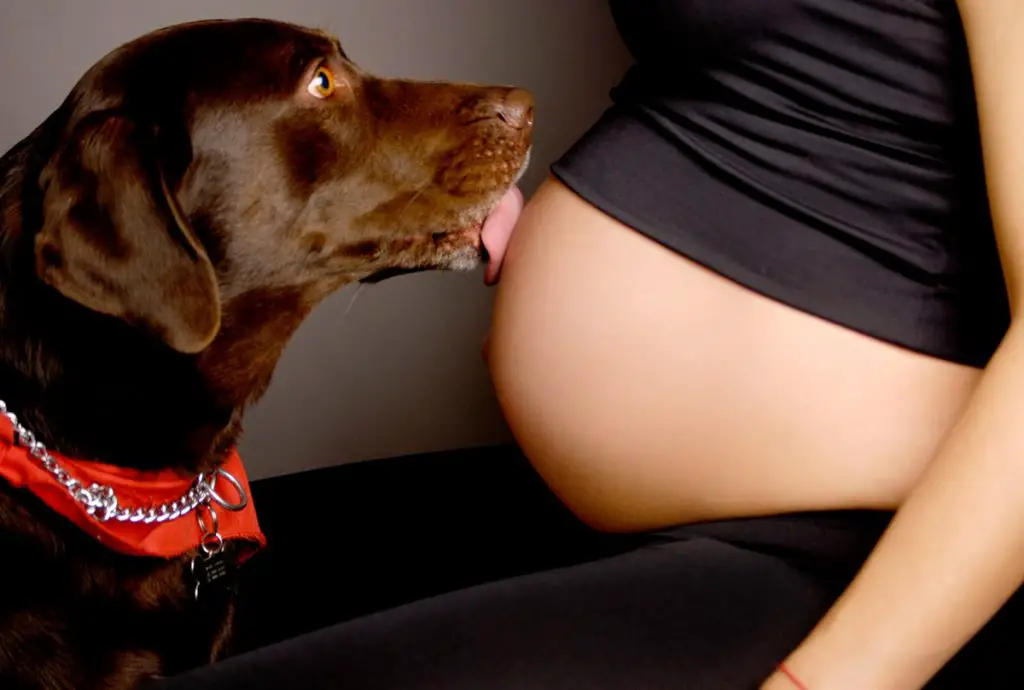 precauciones que las embarazadas deben tomar con sus mascotas