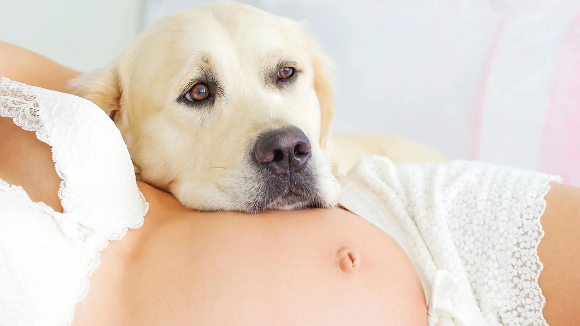 precauciones que las embarazadas deben tomar con sus mascotas