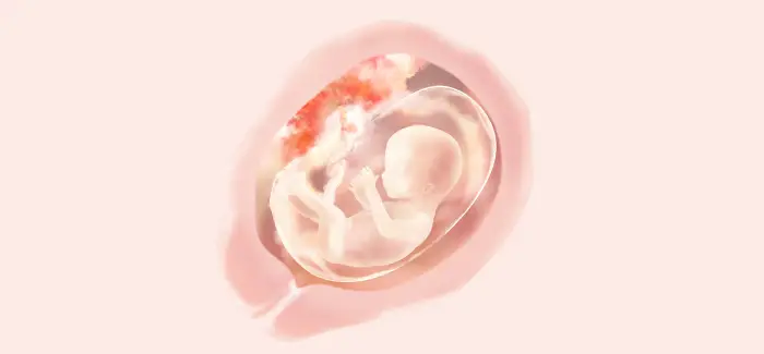 16 semanas de embarazo bebe