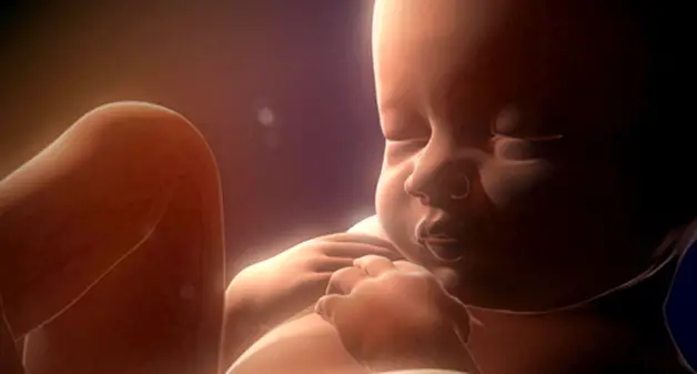 imágenes del embarazo feto de 32 semanas