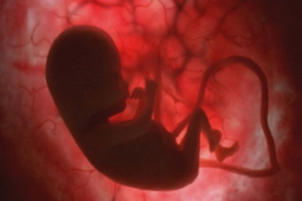 imágenes del embarazo feto de catorce semanas