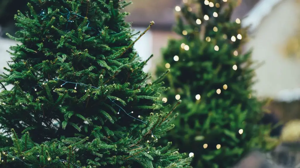 como decorar un árbol de navidad natural o artificial