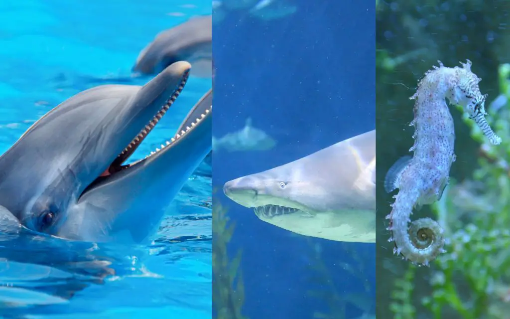 nombres de animales acuáticos nombres de animales acuaticos