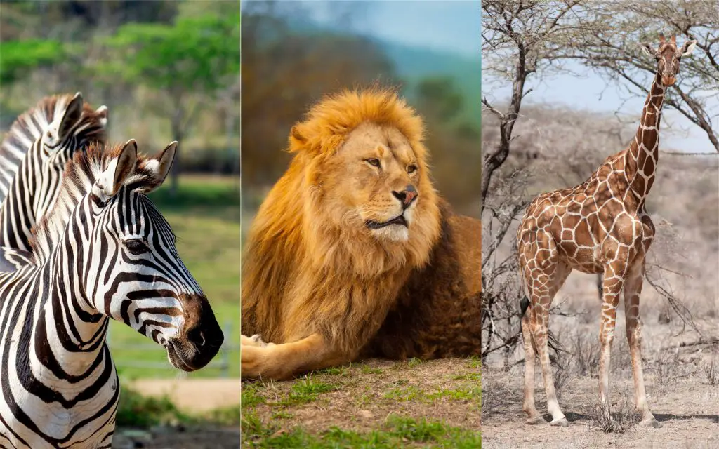 nombres de animales de africa