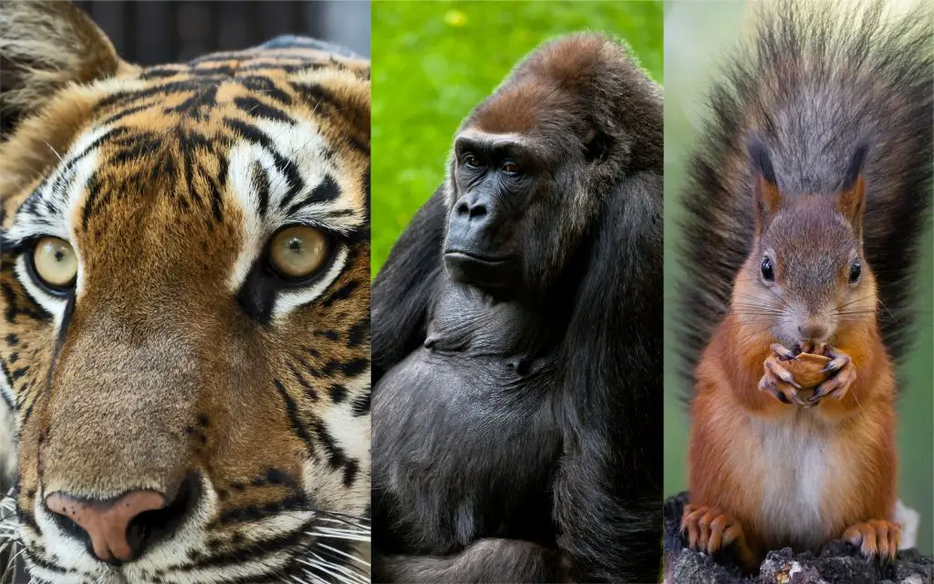 nombres de animales de la selva nombres de animales de la selva