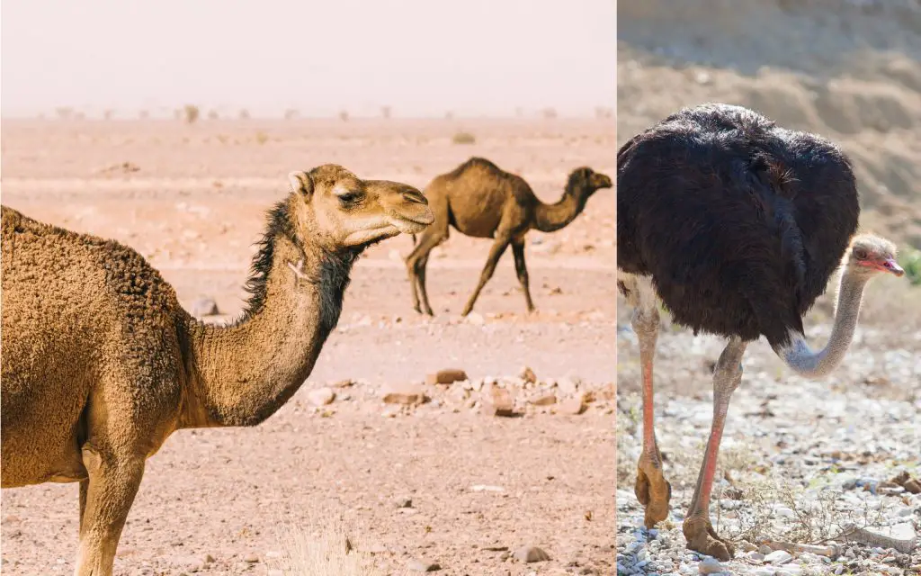 nombres de animales del desierto nombres de animales del desierto