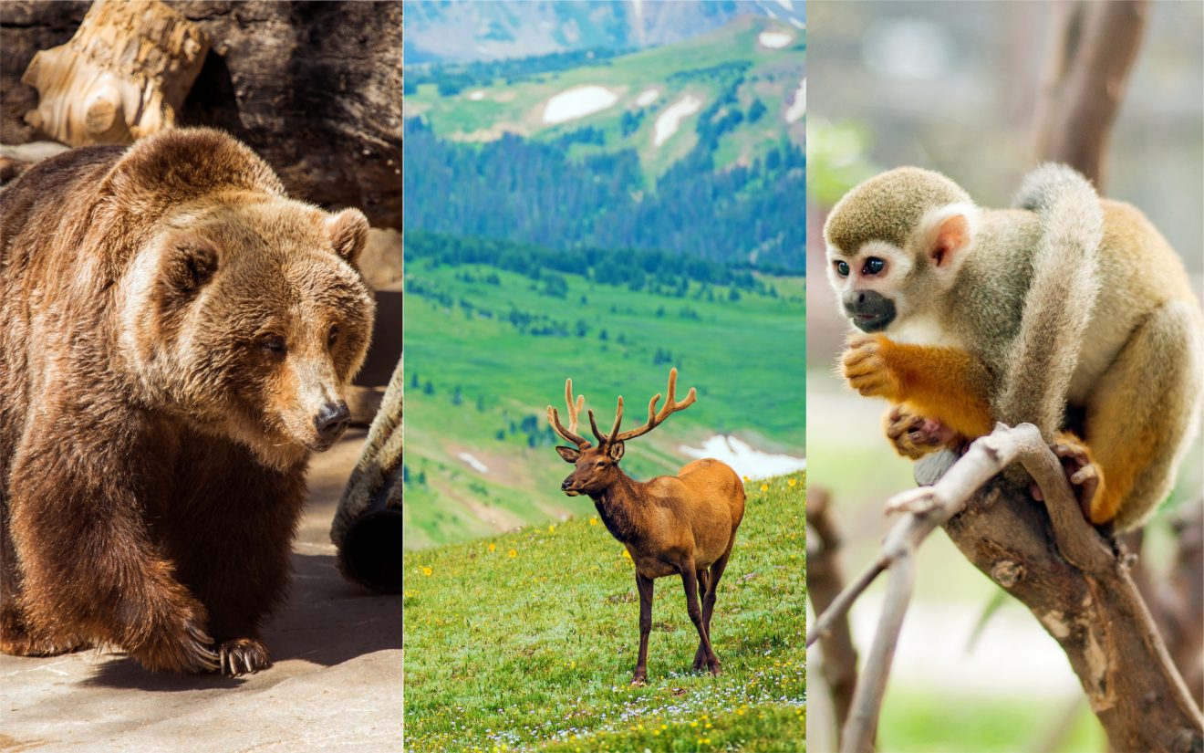 +150 nombres de animales en ingles y español para niños [LISTADO]