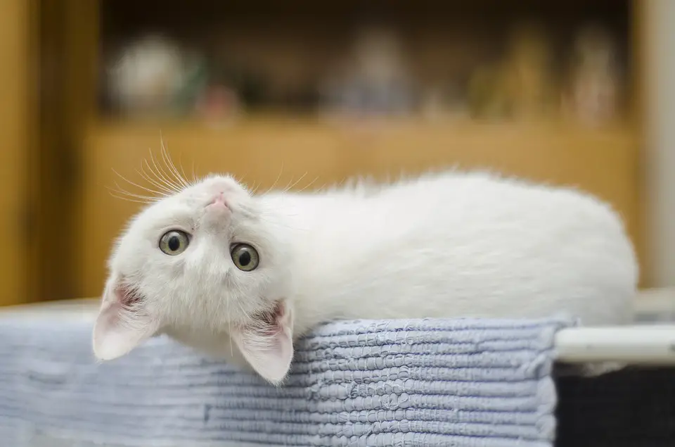 nombres para gatos blancos copito
