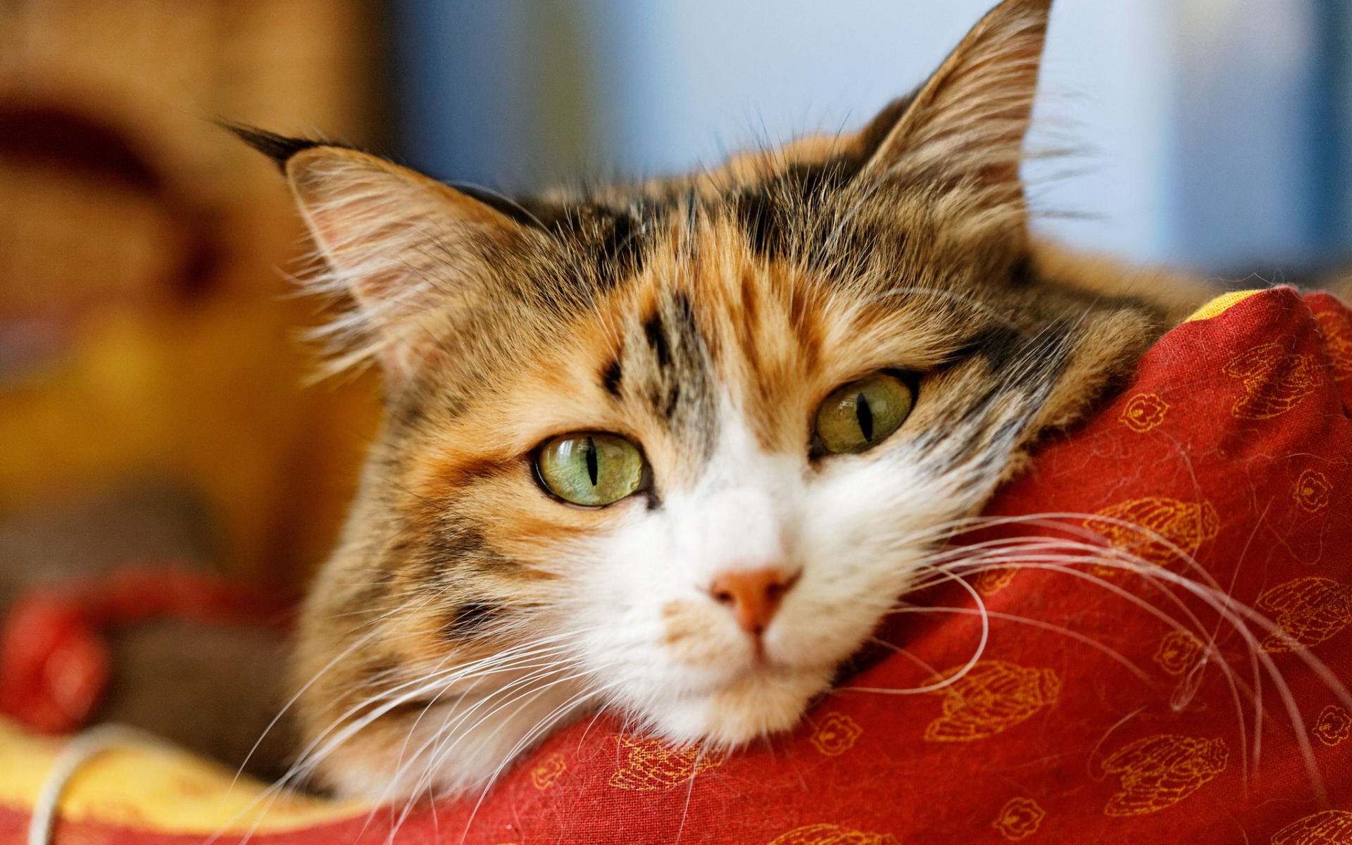 nombres para gatos graciosos bigotes nombres para gatos graciosos bigotes