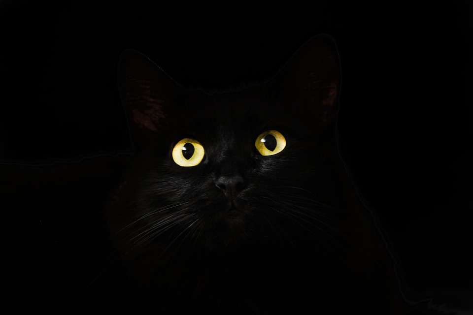 nombres para gatos negros sombra