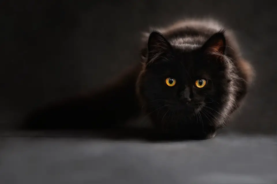 nombres para gatos negros