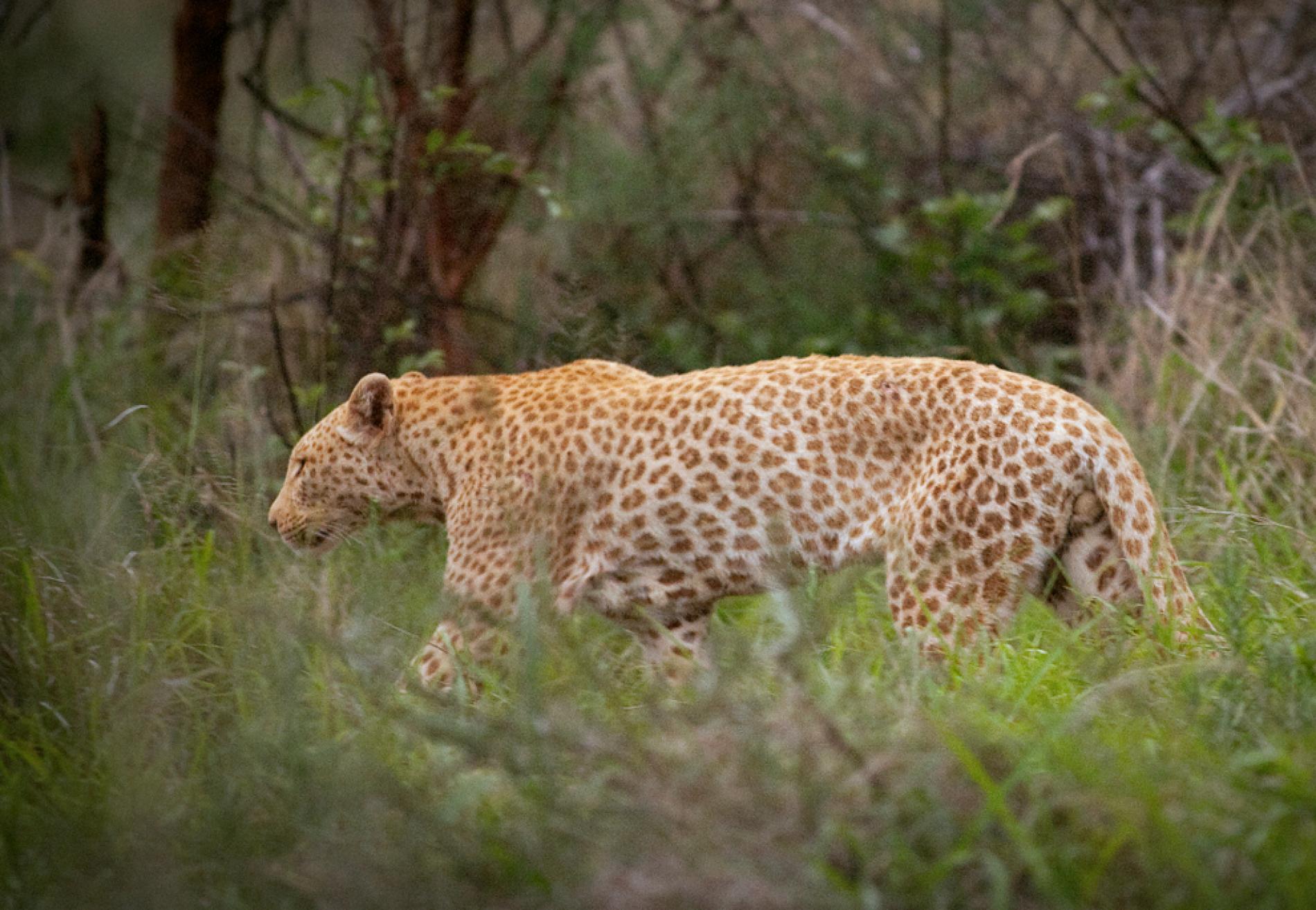 Leopardo