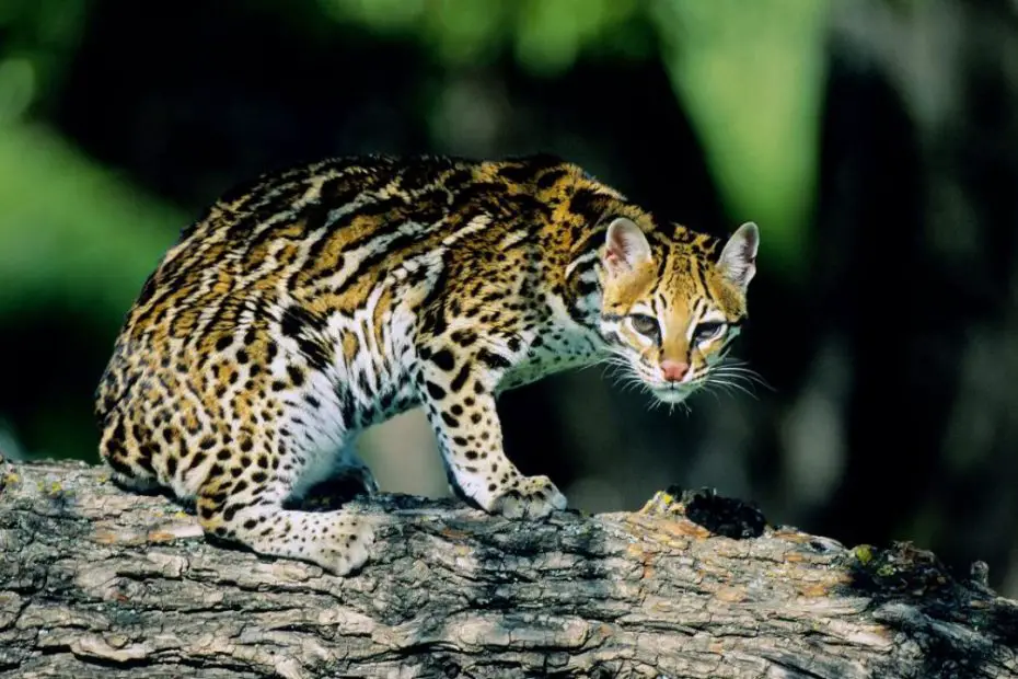 animales de México ocelote