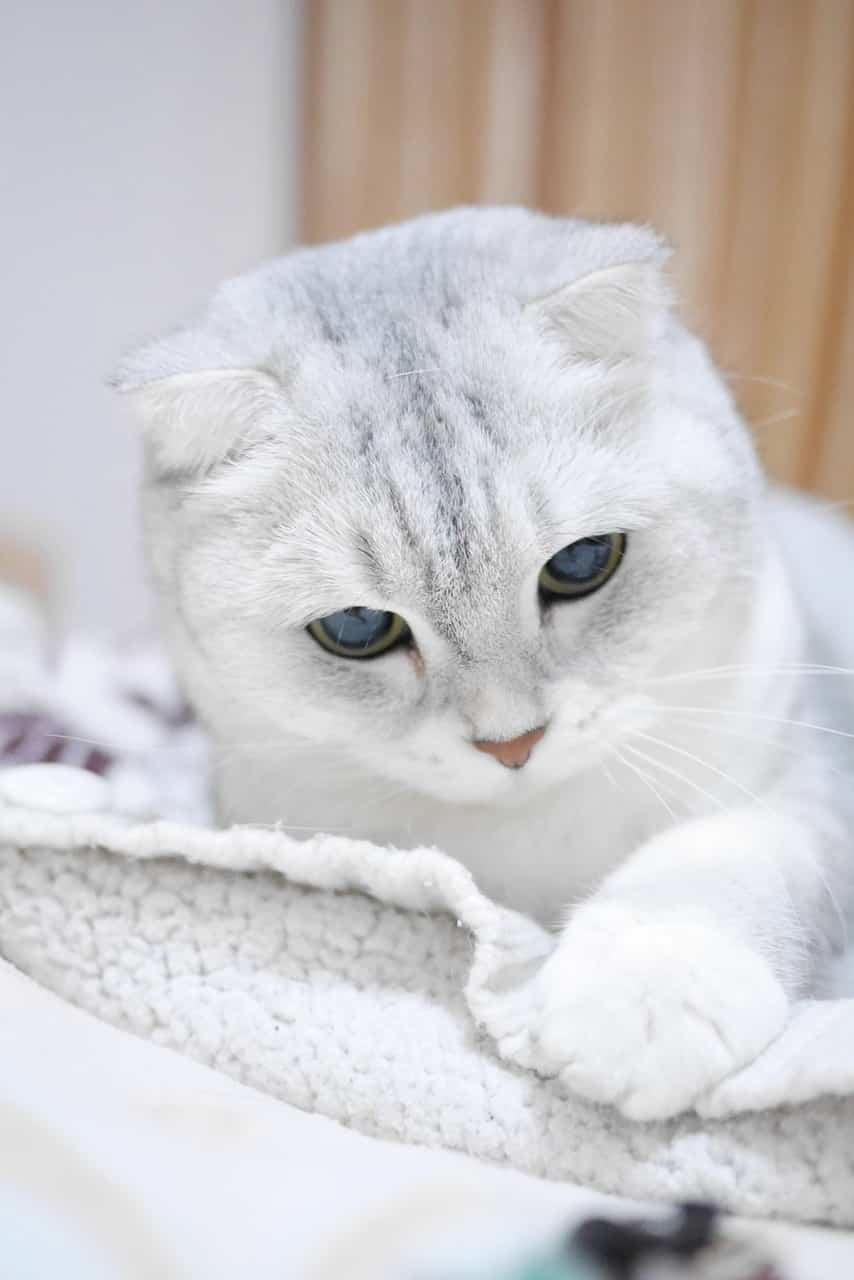 razas de gatos scottish fold