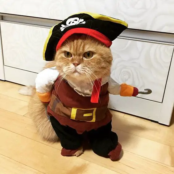 gatitos tiernos disfrazados pirata