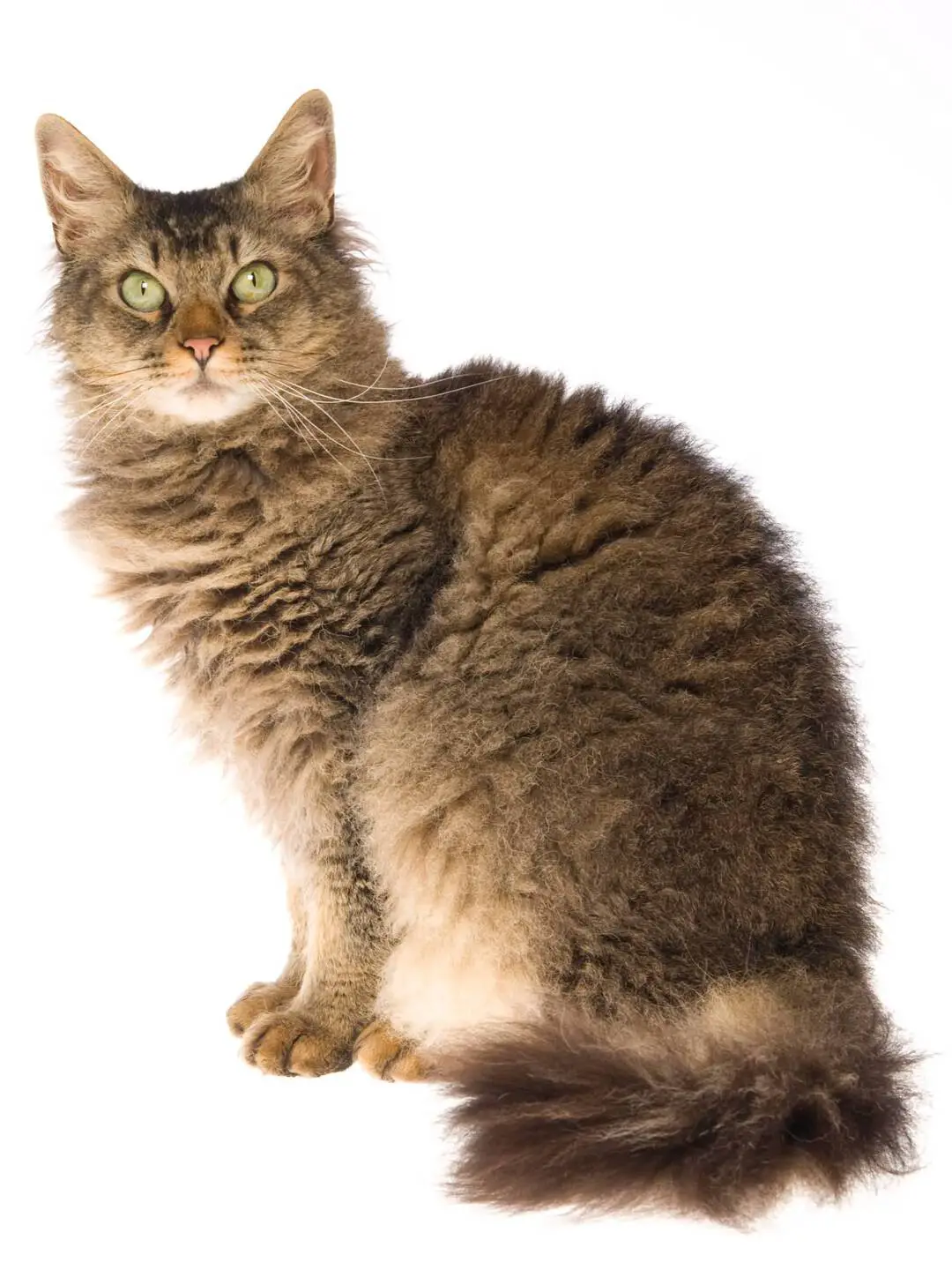 razas de gatos hipoalargenicos laperm