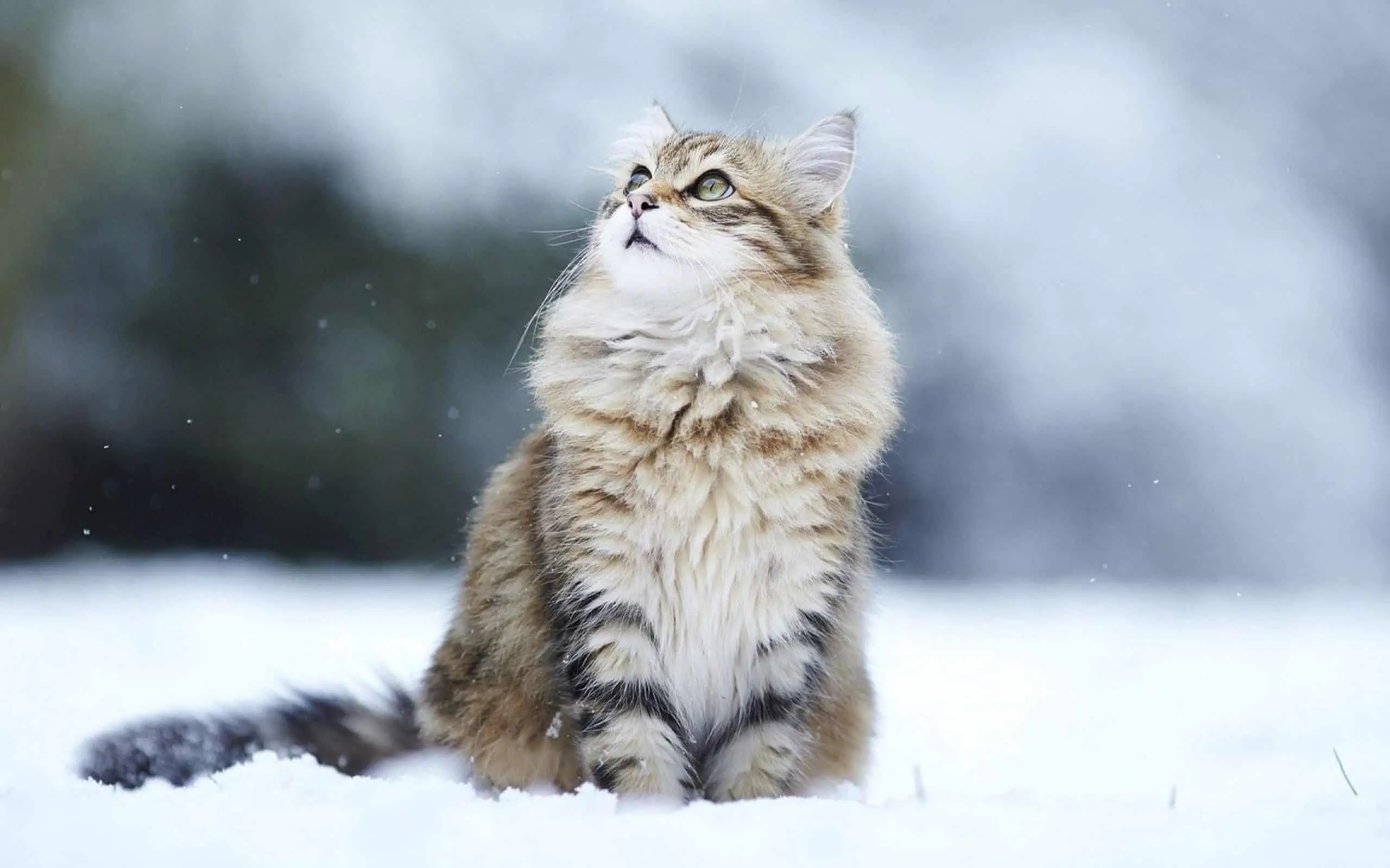 razas de gatos hipoalargenicos siberiano