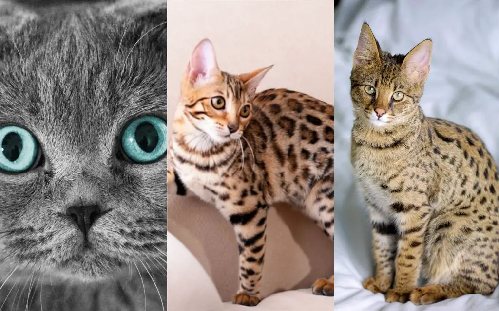 razas de gatos mas caras del mundo