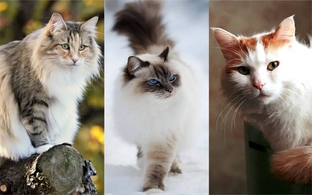 razas de gatos pelo largo
