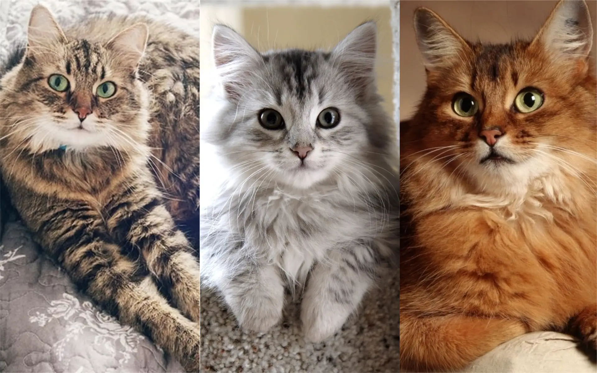 razas de gatos que existen