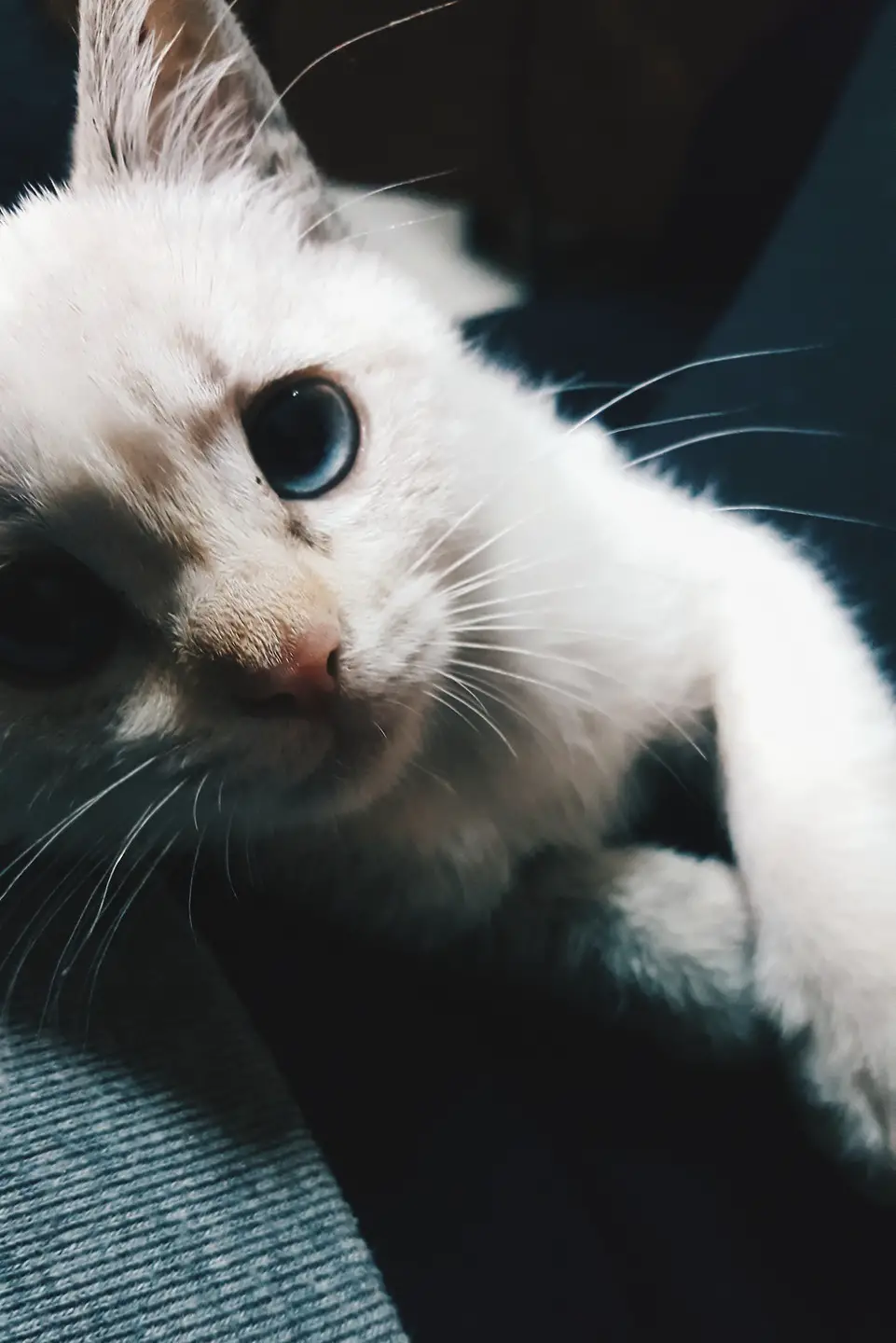 gatitos tiernos blanco tumblr