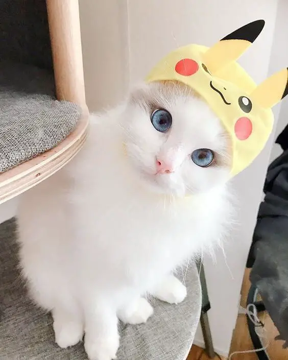 gatitos tiernos disfrazados pika pika pikachu