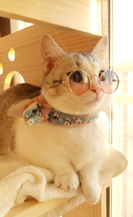gatitos tiernos hipster