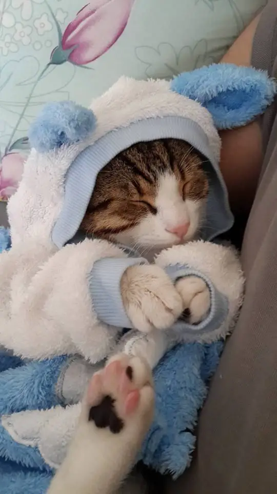 gatitos tiernos preparado para el frio
