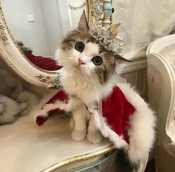 gatitos tiernos soy la reina de tu corazon