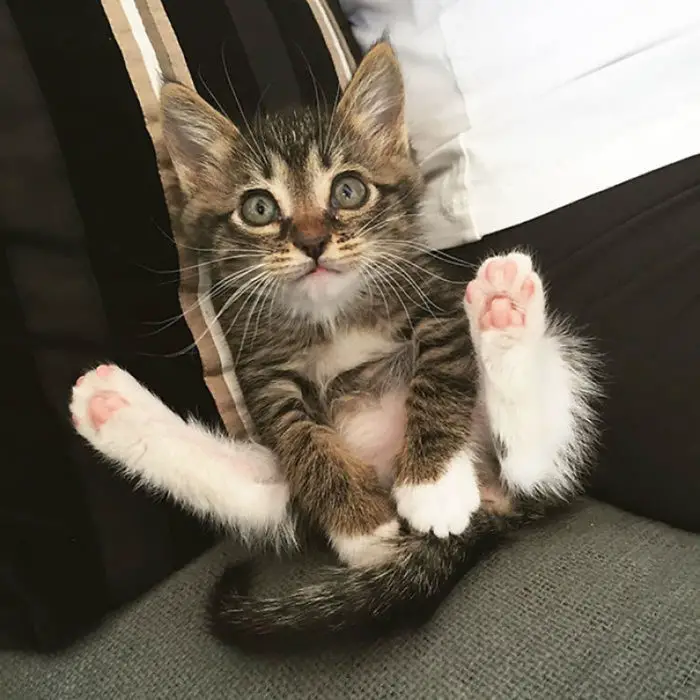 gatitos tiernos soy un gatito acrobata y flexible