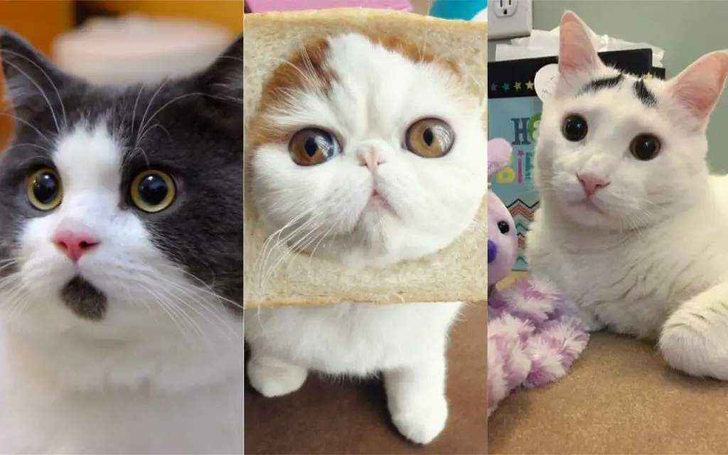 nombres de gatos famosos como elegir nombres de gatos famosos como elegir