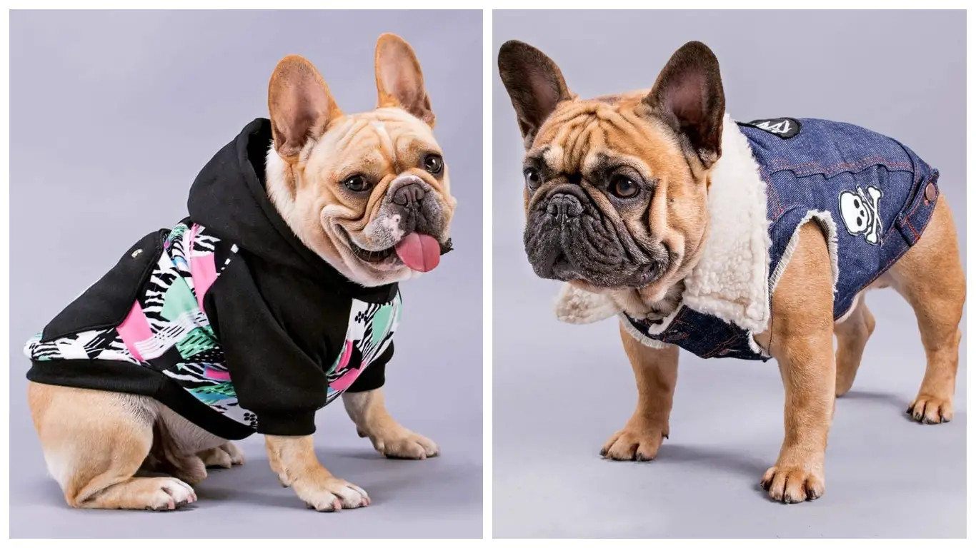 Trajes para perros: +22 opciones (adorables) para vestir a tu mascota