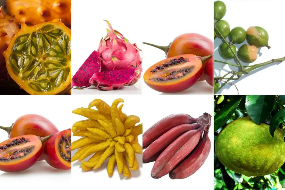+30 Frutas exóticas que te sorprenderá conocer ¡Beneficios y curiosidades!