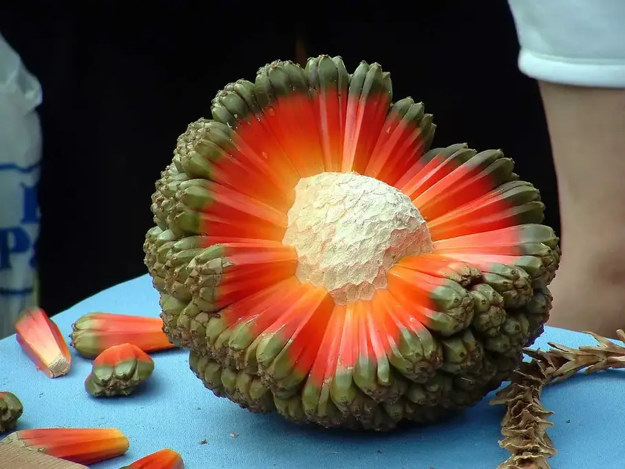 frutas raras Fruto de Hala Aka Puhala
