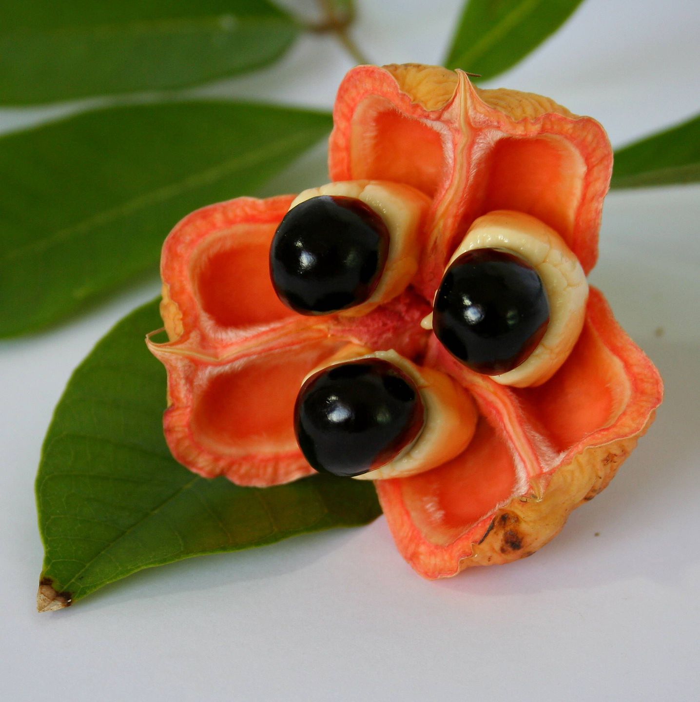 frutas raras ackee frutas raras ackee