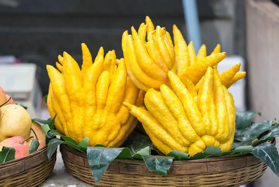 frutas raras manos de buda