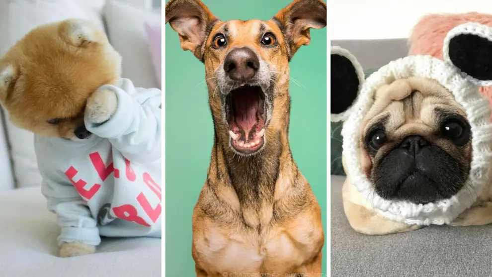 Nombres de perros en inglés ¡Razas caninas e ideas para nombrar a tu