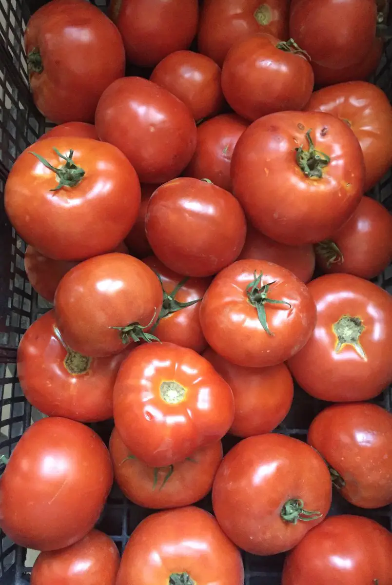 nombres de frutas tomates