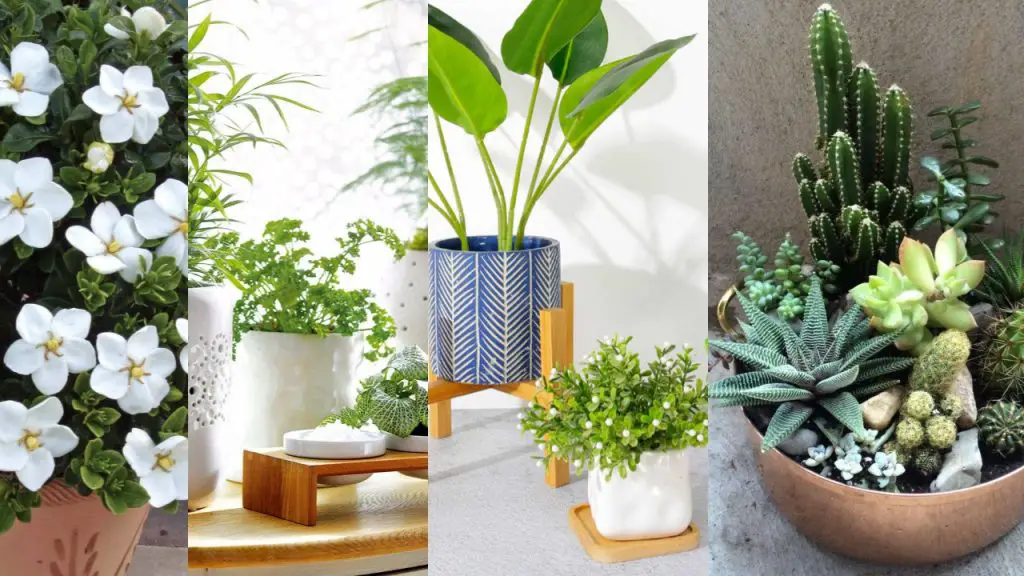 Plantas para jardines pequeños