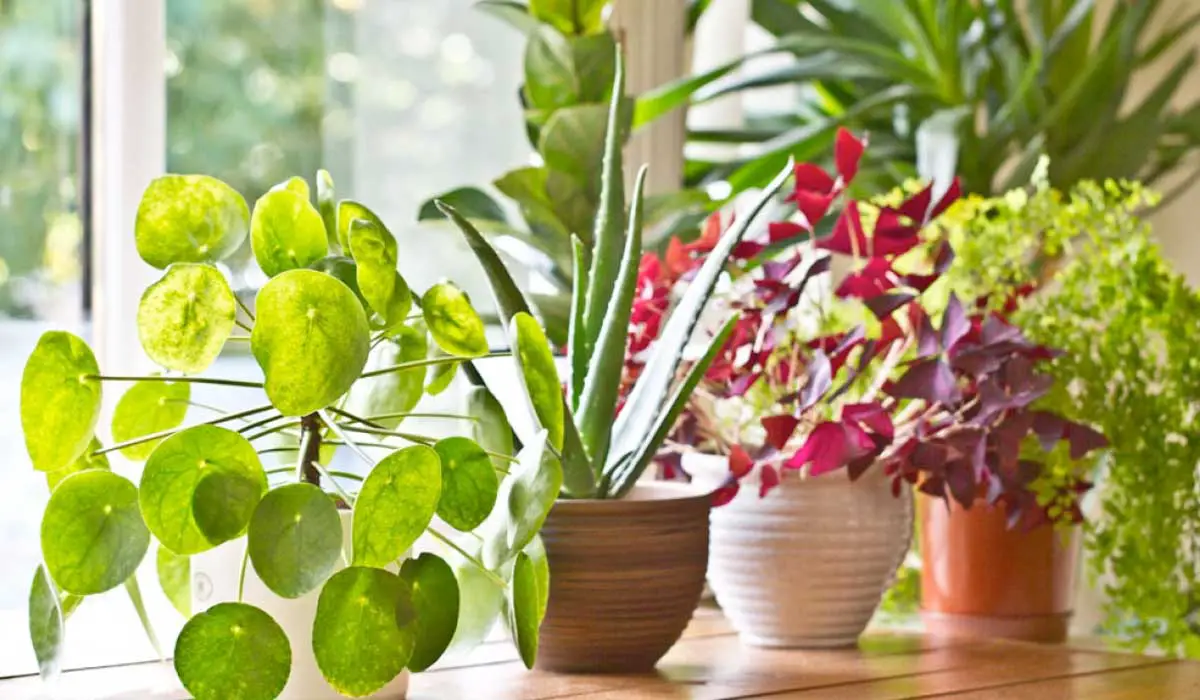 Plantas potos 7