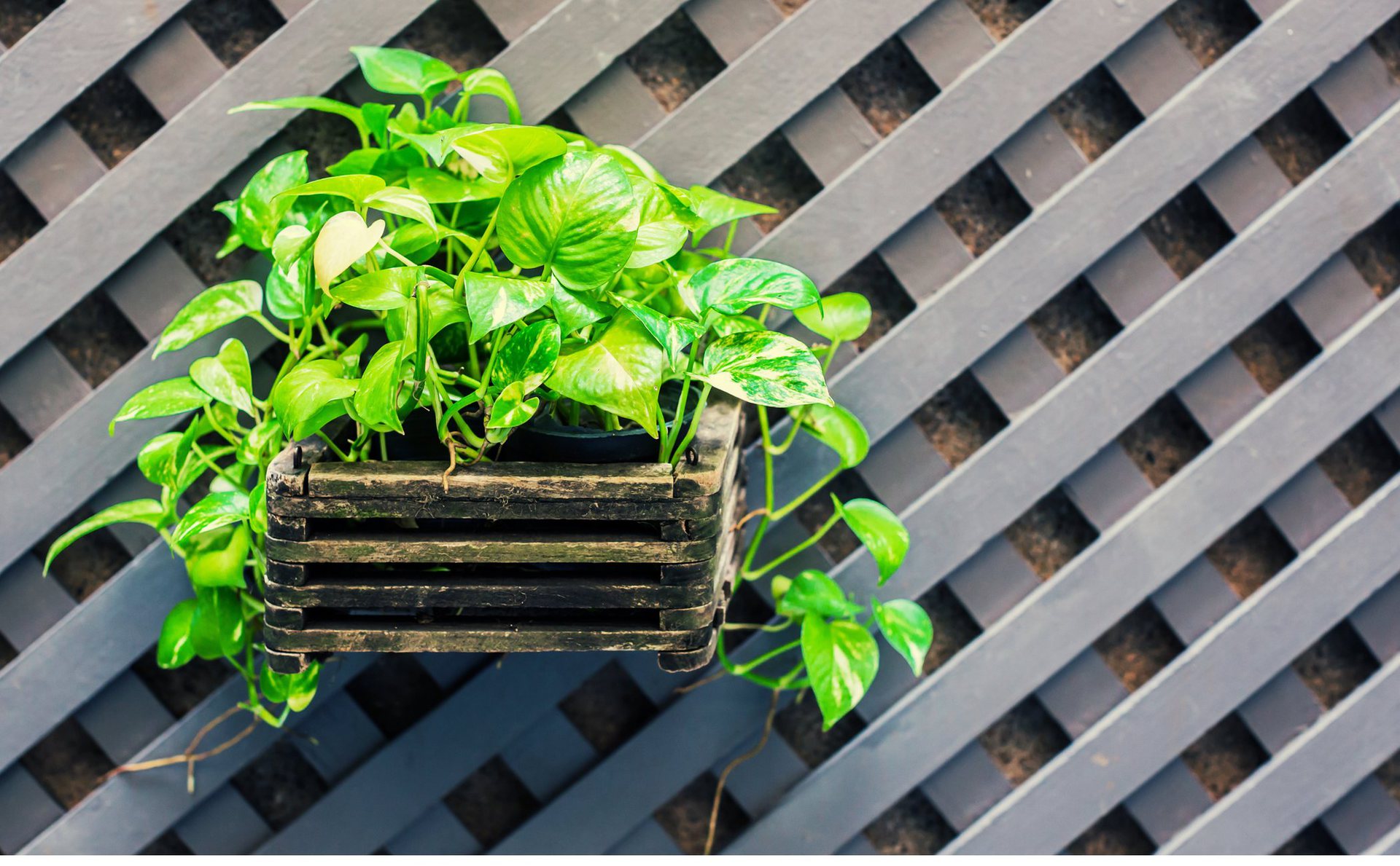 Plantas potos 9