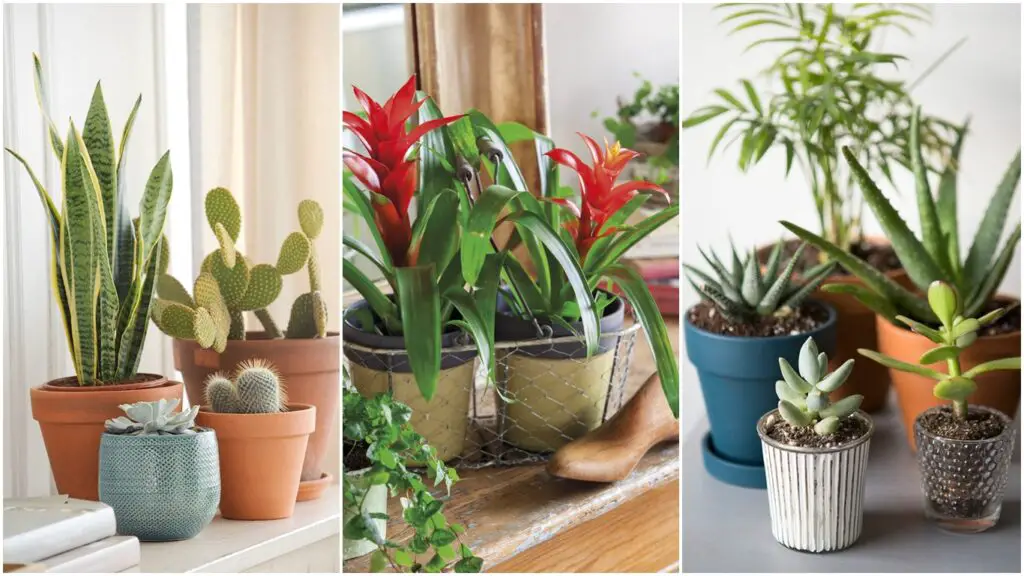 +11 Plantas de interior pequeñas y fáciles de mantener