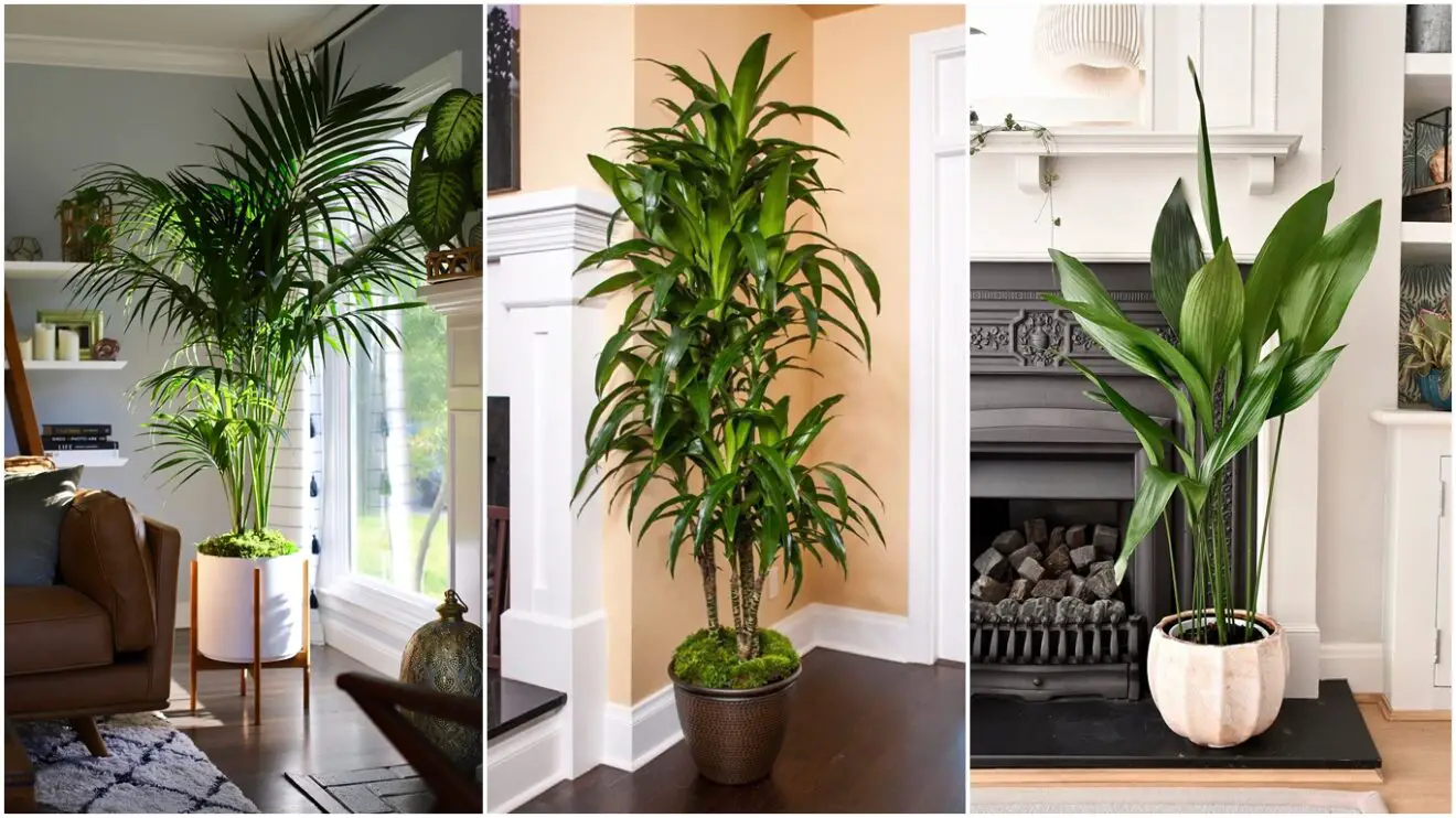 ¿como Decorar Con Plantas Grandes De Interior 