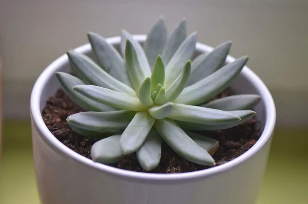 +11 Plantas de interior pequeñas y fáciles de mantener +11 Plantas de interior pequeñas y fáciles de mantener