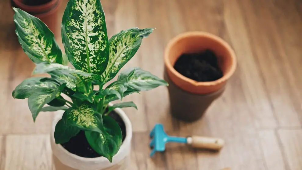 +15 Plantas De Interior Que Necesitan Poca Luz