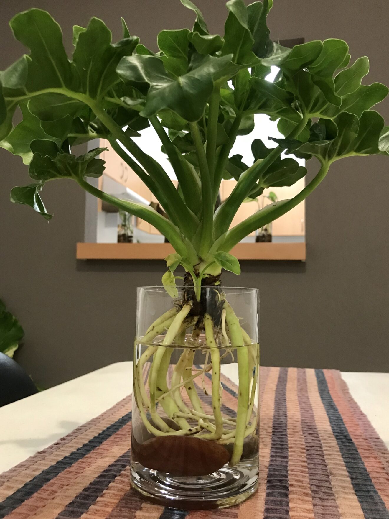 Las plantas de interior en agua más fáciles de cuidar Las plantas de interior en agua más fáciles de cuidar