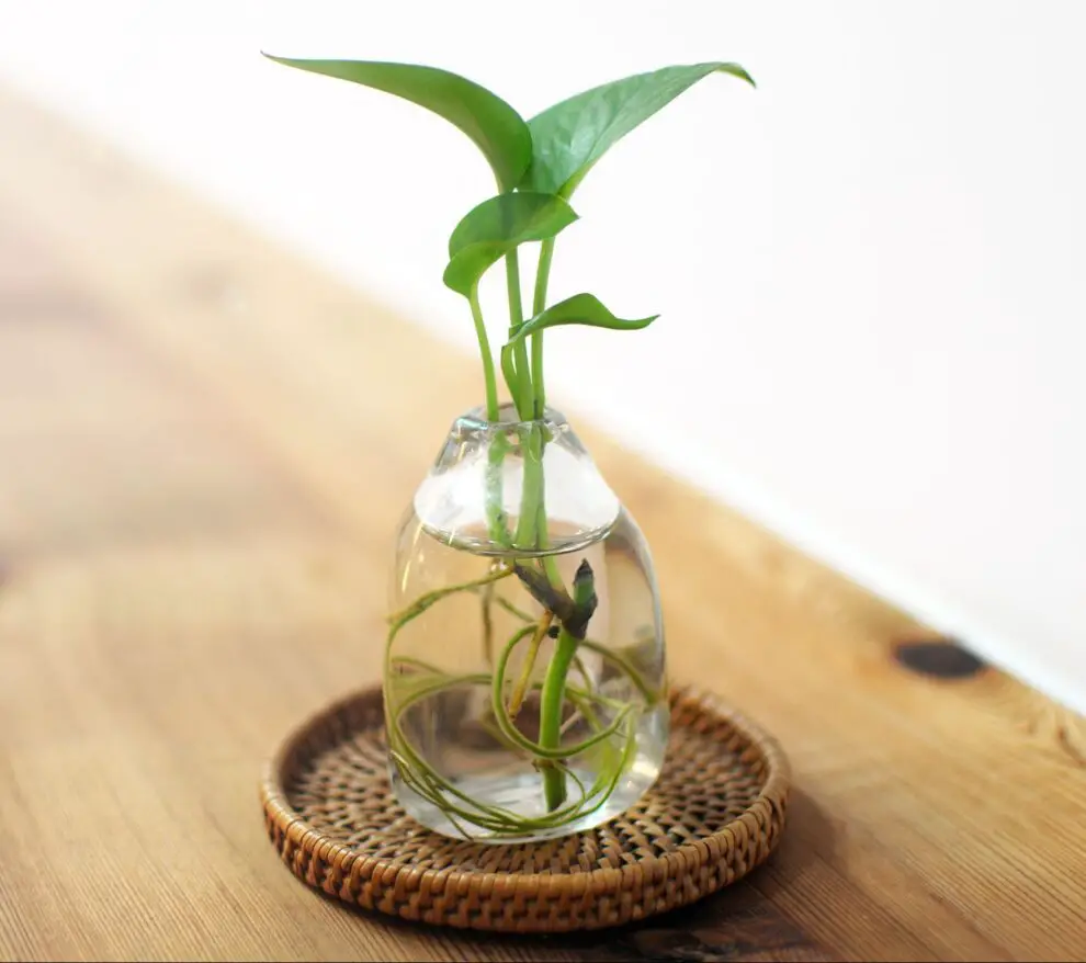 Las Plantas De Interior En Agua Más Fáciles De Cuidar