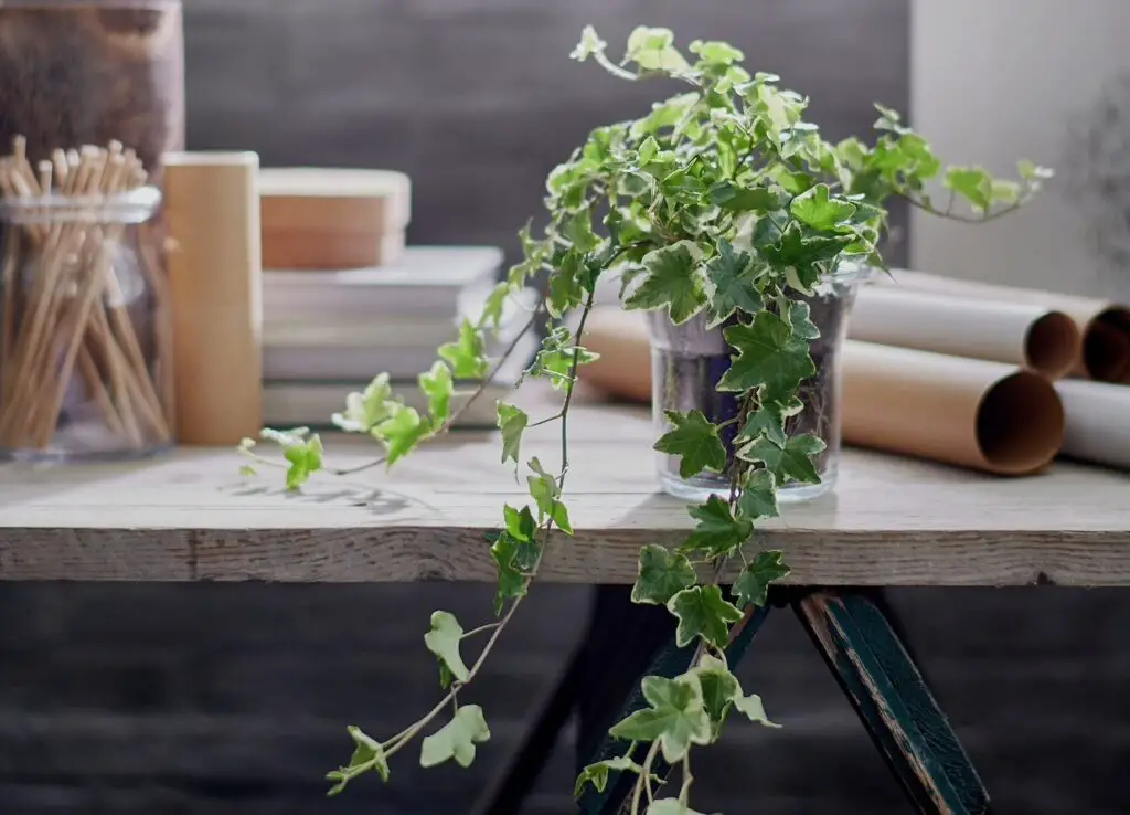 Las plantas de interior en agua más fáciles de cuidar Las plantas de interior en agua más fáciles de cuidar